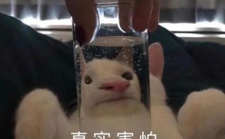 沙雕文案搞笑音乐，沙雕文案段子