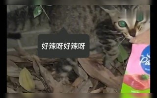 恶搞动物吃药视频，恶搞动物吃药视频大全