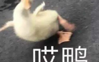 照片的沙雕文案短句，照片的沙雕文案短句搞笑