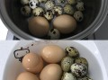 双蛋，双蛋黄的蛋可以吃吗