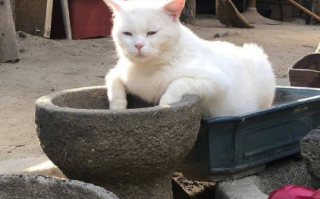 北美养猫文案沙雕，养猫 文案
